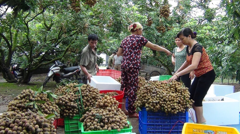 trong-nhan-vietgap-xuat-khau