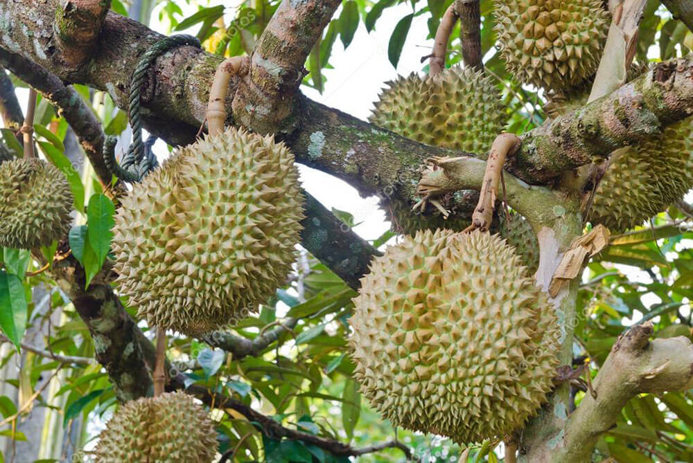 truy-xuat-nguon-goc-sau-rieng