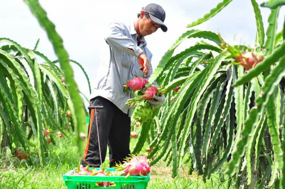 ma-so-vung-trong-dieu-kien-xuat-khau-nong-san-viet-nam
