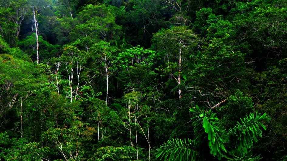 rainforest-alliance-la-gi-quan-ly-rung-ben-vung