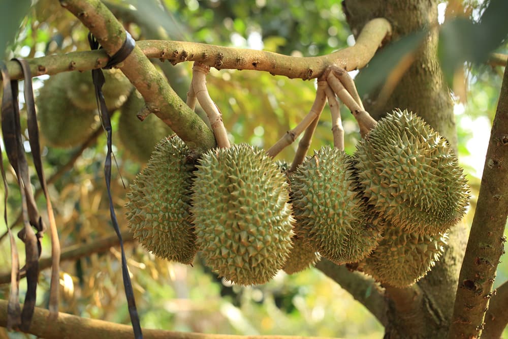 nghi-dinh-thu-ve-kiem-dich-thuc-vat-sau-rieng-xuat-khau-sang-trung-quoc