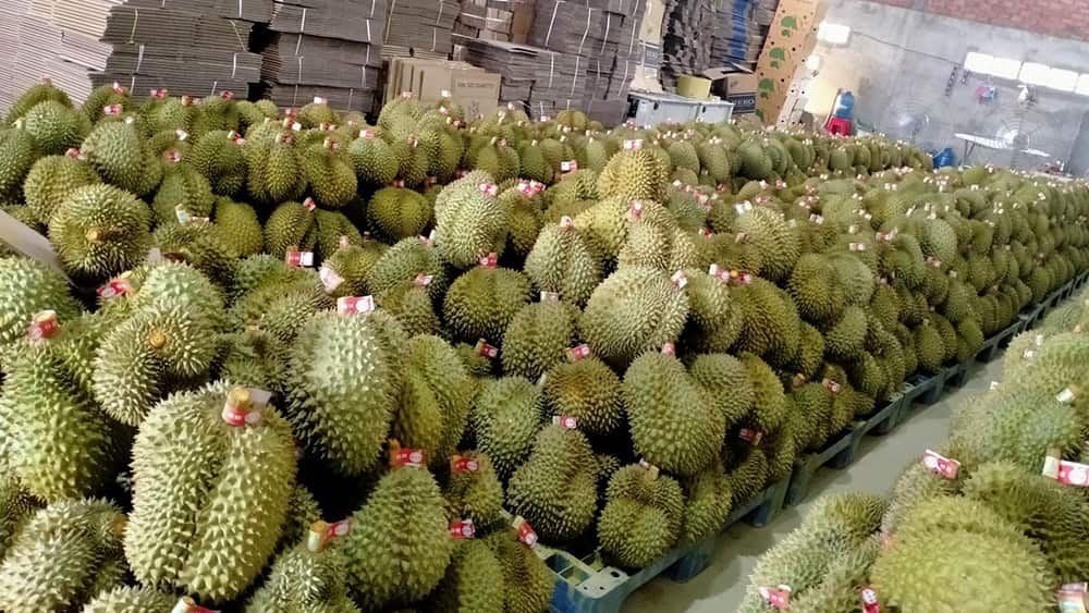 nghi-dinh-thu-ve-kiem-dich-thuc-vat-sau-rieng-xuat-khau-sang-trung-quoc