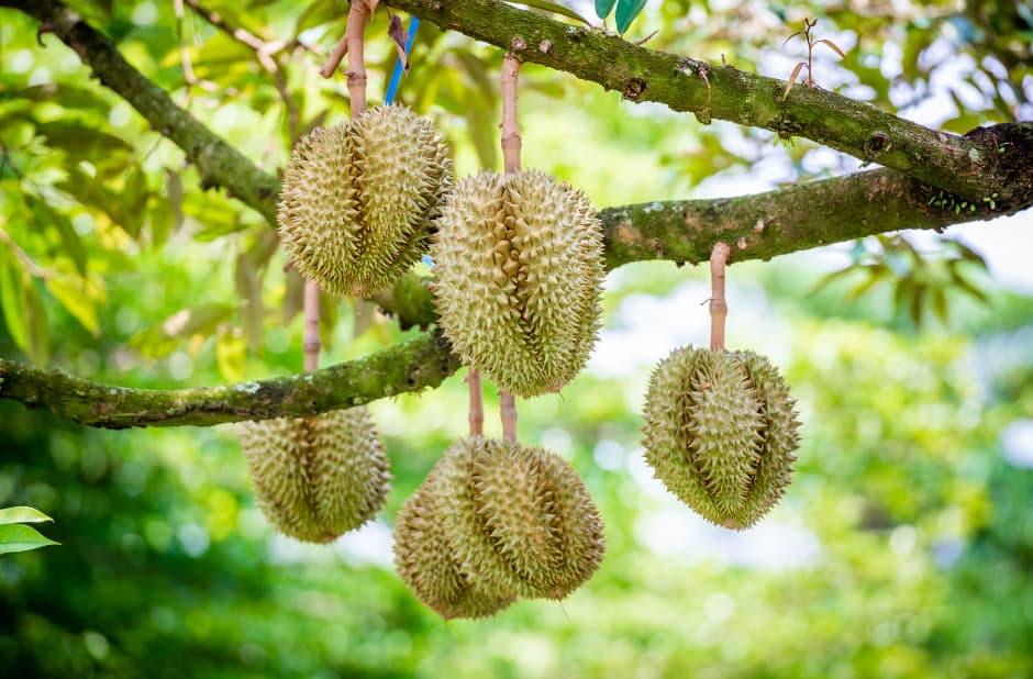 huong-dan-tam-thoi-ve-cap-quan-ly-ma-so-vung-trong