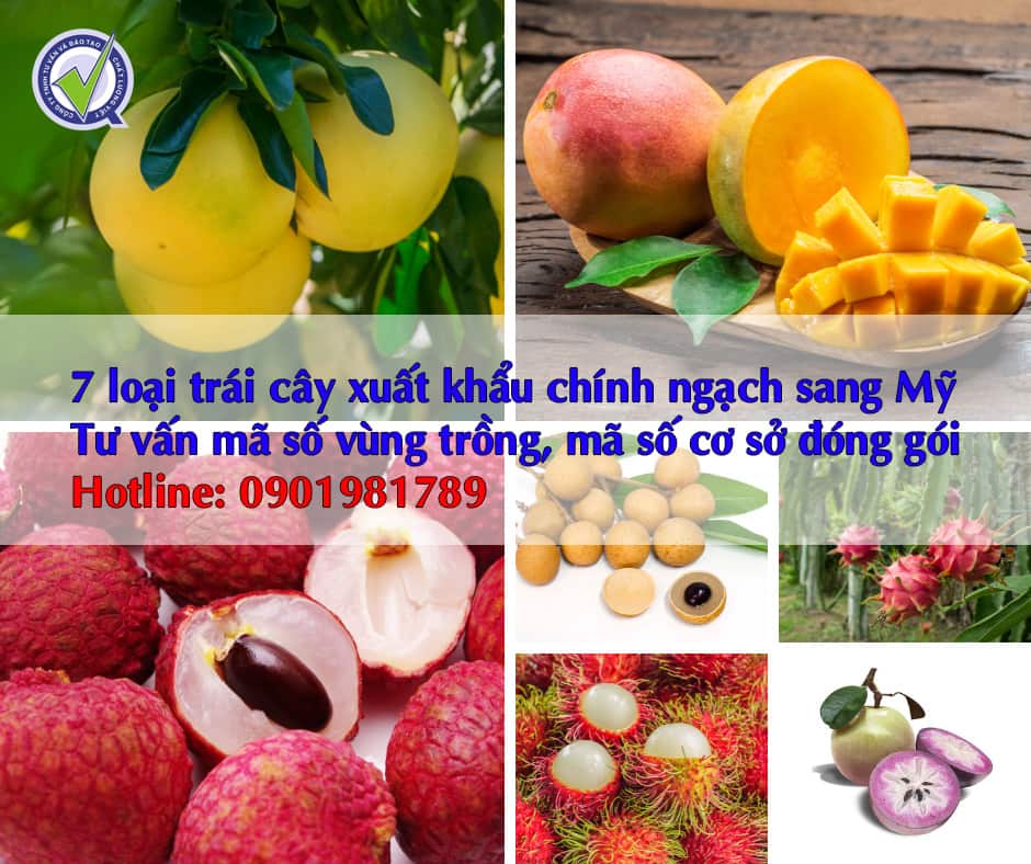 nghi-dinh-thu-xuat-khau-khoai-lang-chinh-ngach-di-trung-quoc
