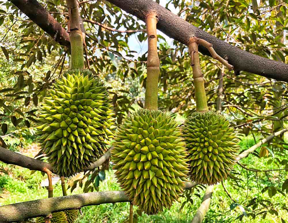xuat-khau-nong-san-di-trung-quoc-luu-y-ma-so-vung-trong